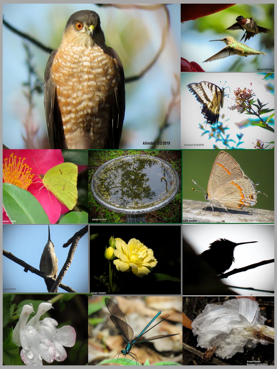 HindallK's tweet photo. Looking back through the past year with a composite of #nature photos, each taken in the month represented and all occurring in #mybackyard, a #wildlifefriendly yard.
See more photos at: https://t.co/2LOIYkp1ne https://t.co/IWPabvvYNJ