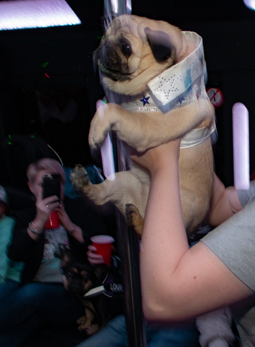 PugVegas's tweet photo. Before you know it, the 20th of February will be here! Get your tickets today! https://t.co/xJnuVpXbSD and get in on the puggin good time at the #vegaspugparty2020 

What happens in #vegas stays in vegas. unless we photograph it and show it to the world hehe.  #puggypoledancing https://t.co/FHkqf6D9If