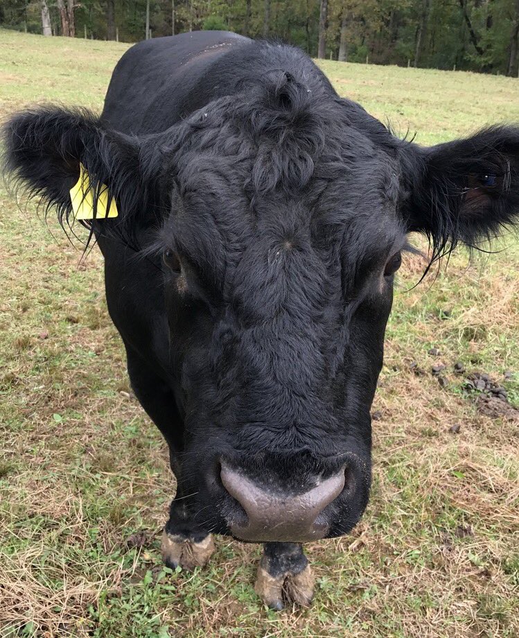 🐮 Bo 
🏷 <a href="/Dronebarger24/">Dalton Dronebarger</a>