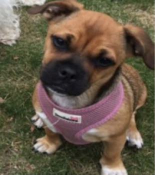 gelert01's tweet image. 🔥#Gladstone #Park #London #NW2🔥27/11/2019

#FindCoco #STOLEN during burglary Credit Card nicked same time used in #Cold #HarbourLane #Brixton

Plis keep👀eyes👀peeled 4 #FindCoco
@MarchPaw @PawsOutandAbout @aniaid999 @SallysHelpPaws @PAWSIreland @FriendlyPawsPe1 @MollysHalo