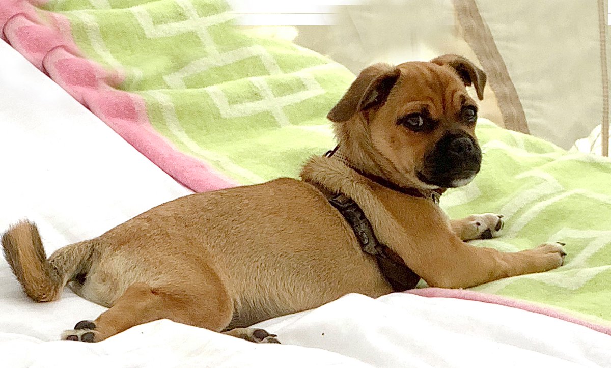 gelert01's tweet image. 🔥#Gladstone #Park #London #NW2🔥27/11/2019

#FindCoco #STOLEN during burglary Credit Card nicked same time used in #Cold #HarbourLane #Brixton

Plis keep👀eyes👀peeled 4 #FindCoco
@MarchPaw @PawsOutandAbout @aniaid999 @SallysHelpPaws @PAWSIreland @FriendlyPawsPe1 @MollysHalo