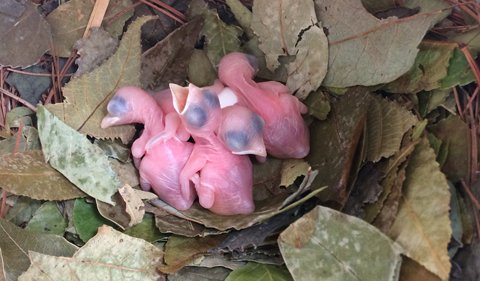 BobcatsDiscover's tweet photo. #NationalBirdDay

Invasive blow fly #vampiremaggots are decimating birds in the Galapagos.

@ohiou undergrad Madeline Sudenick, &amp; profs Bekka Brodie, insect expert, &amp; Kelly Williams, bird expert, are studying local dynamics to determine how flies find mates &amp; victim nestlings. https://t.co/1rOEeogAz5