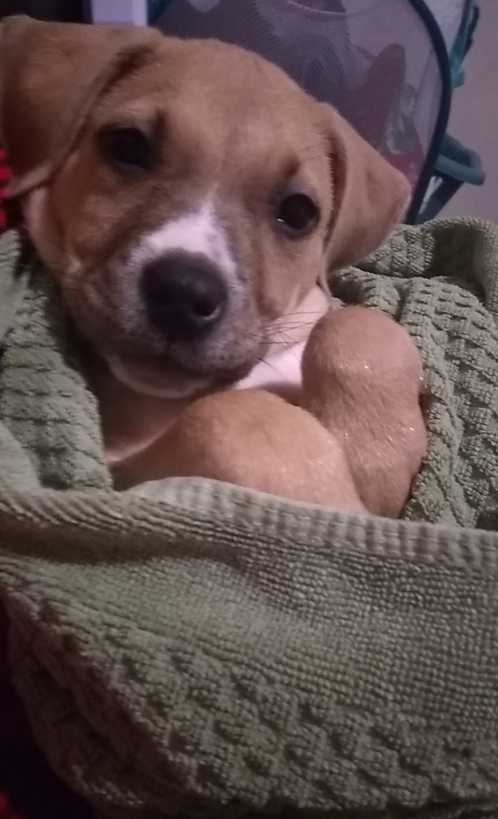 Toxicmoonchild's tweet photo. My pup is such a love bug as much as she is a stinker 😂❤ still adorable I love her so much https://t.co/hyXpHGWmsJ