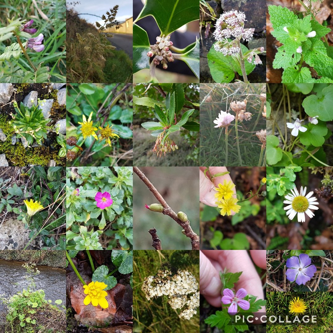 A selection of both native and naturalised plants seen in flower over the last few days as part of the #NewYearPlantHunt 
Never a dull view, even in the depths of winter. #wildflowerhour @BSBI_Ireland @BSBIbotany #BSBIKerry