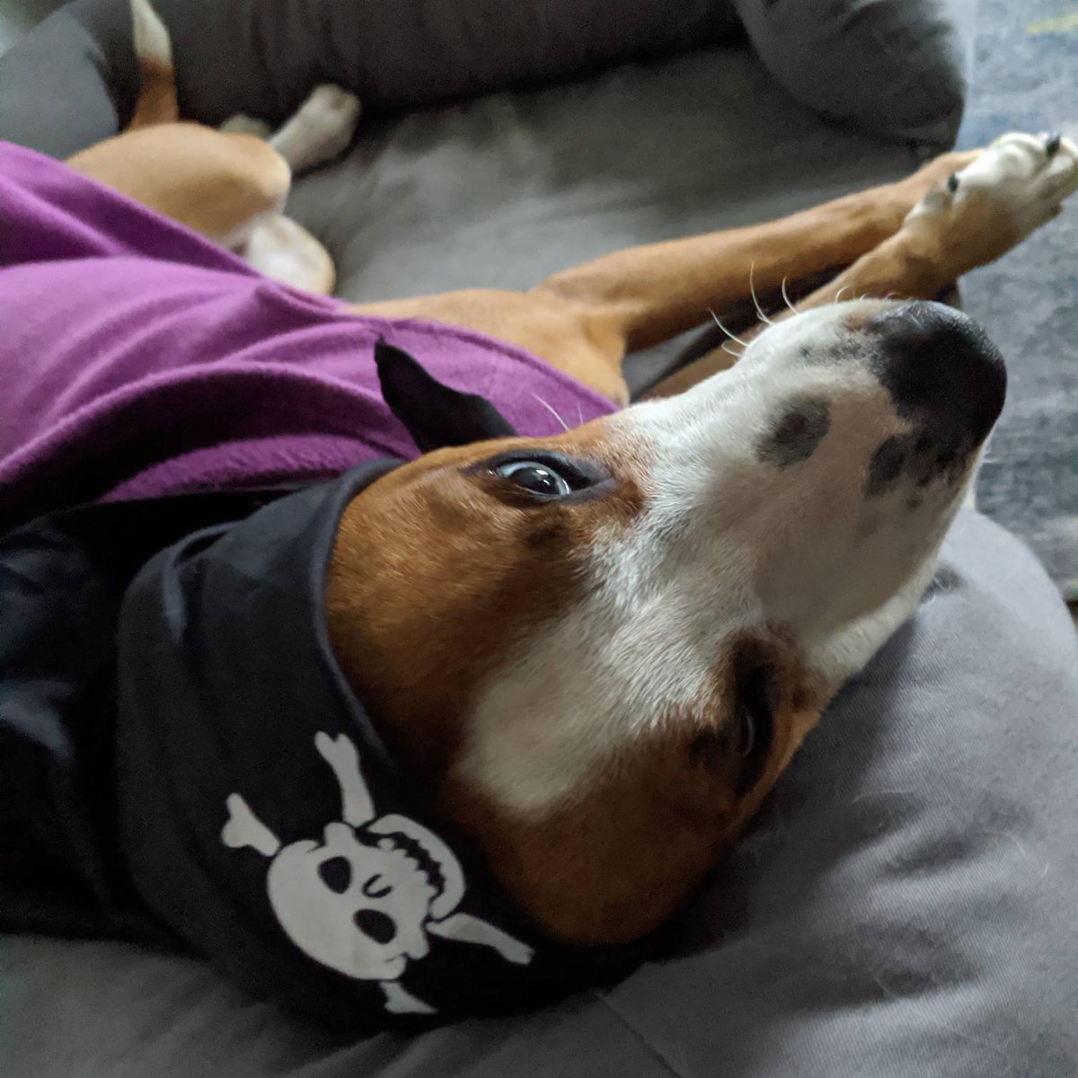 ASPNC03580's tweet photo. Yarr! Don't be caught sleeping on registration for Pirates of the High Skis, else you'll be walkin' the plank! Register today at https://t.co/eOO5MgZsLu #piratesinpossibilities #adaptivesports #adaptiveskiing https://t.co/qeqvwhbxgd