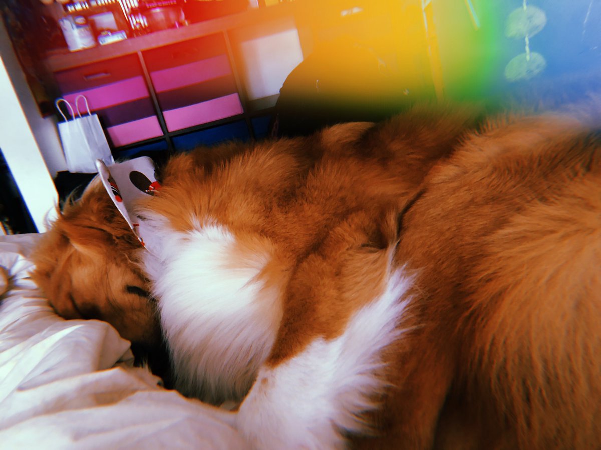 paigebutt's tweet photo. Pupdate! 11 months old and somehow snatch my heart harder than any man will. https://t.co/uLbARTfl2u