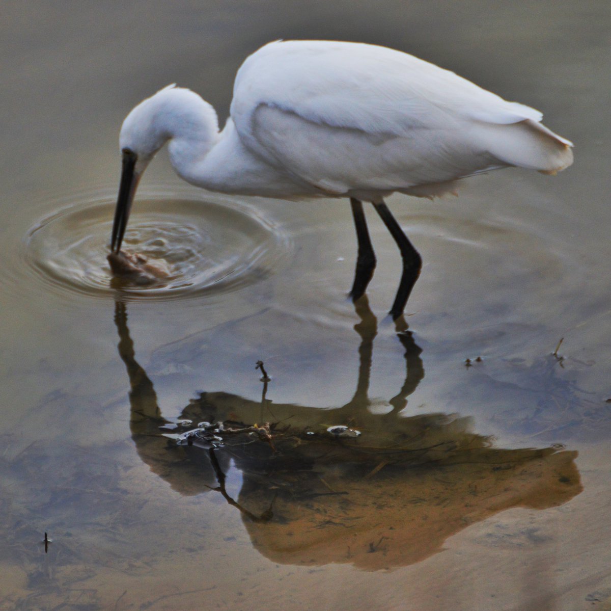 rdatoday's tweet photo. #NewYear walk along #cuckmerehaven saw an #egret #fishing for his #lunch #eastsussex  #rspb https://t.co/QBePnmrpBY