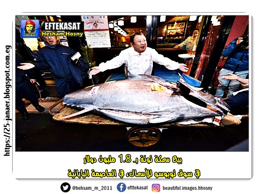 بيع سمكة تونة بـ 1.8 مليون دولار في سوق تويوسو للأسماك، في العاصمة اليابانية