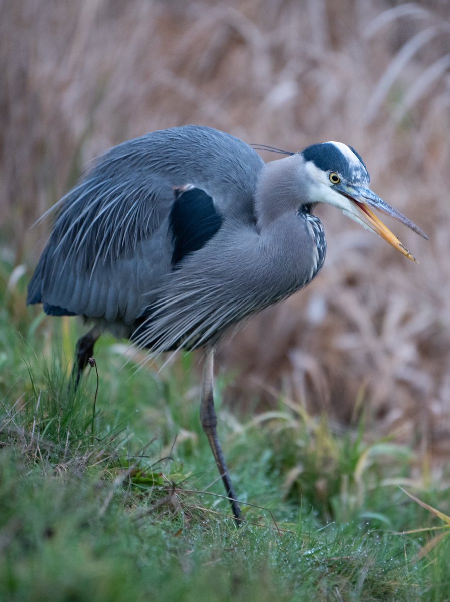 A great blue heron with its mouth open