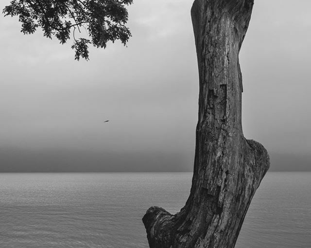 JulienFumard's tweet photo. Birth of a Thought

#Japan, summer 2017

#zen #lake #tree #nature #quietness https://t.co/9w9msECgnm https://t.co/BnAPp39VAR
