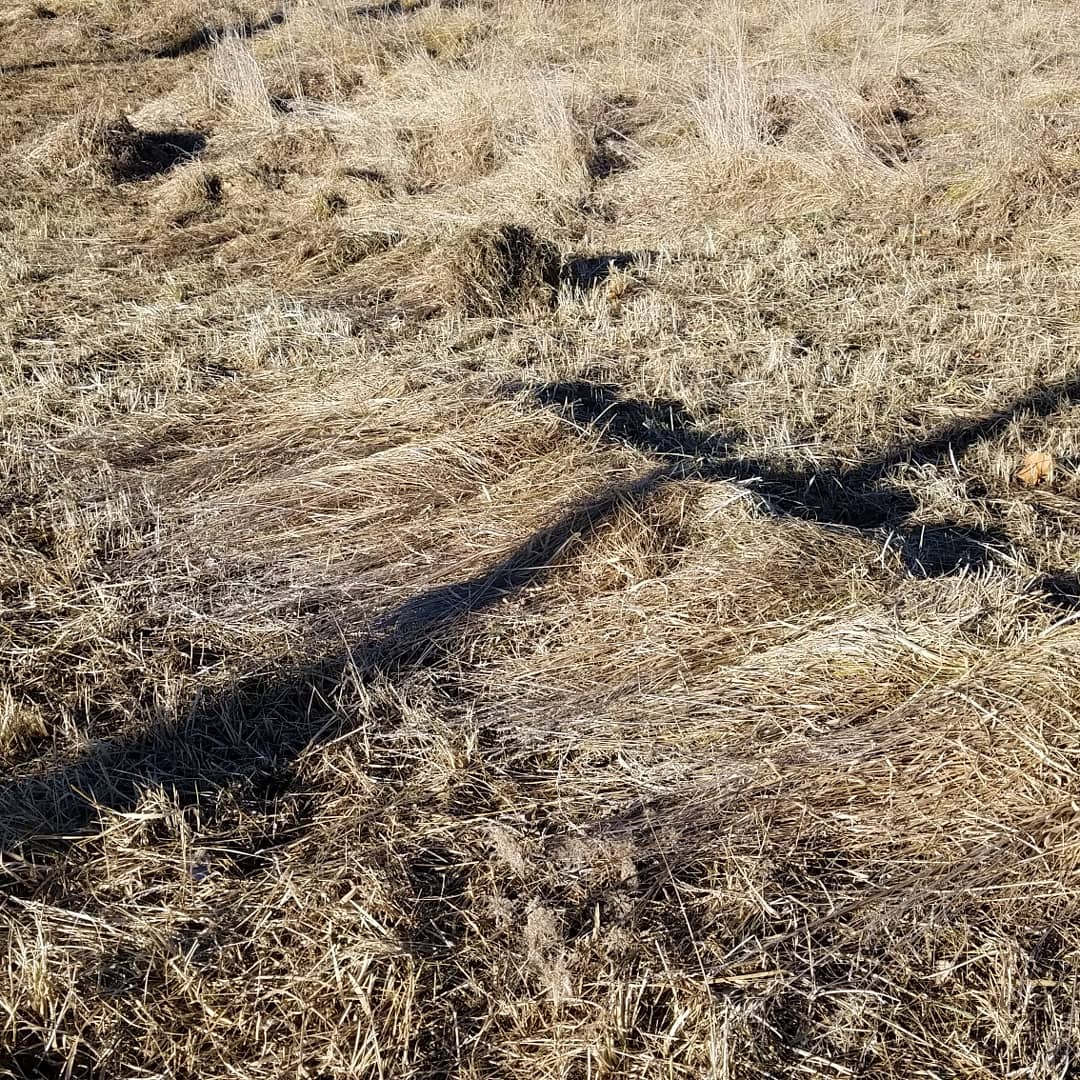 OmaPermaculture's tweet photo. Before we have acquired a #sicklemower for #haying one of our fields, someone in our #northomaha #community is harvesting our field #byhand! #landstewardship #Lessismow #permaculture #vacantlots https://t.co/qRDQMLKpub