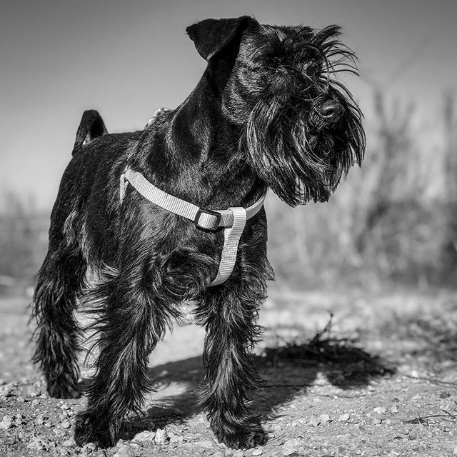 willysmt01's tweet photo. Vigilando por si llegan los reyes. -
-
-
-
-
-
#schnauzer #schnauzermini #sally #love #loveschnauzer #schnauzerlove #iphoneonly #iphone #shootiphone #schnauzerminiatura https://t.co/gBC1duSwjv https://t.co/GftiU4gQUS