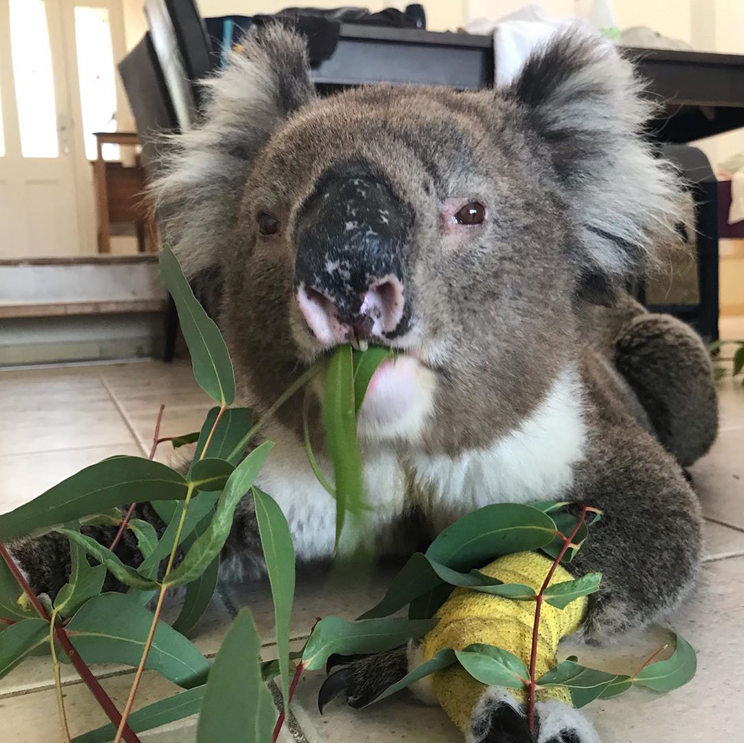 @NSWRFS gofundme.com/f/sa-koala-bur…