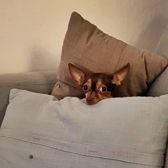 test_karm's tweet photo. #Balbinka zachęca do polubienia naszego konta @instagram❤️👍➡️ https://t.co/DFomcxuKnT
#przewodnikpokarmach #testkarm #godog #Balbina #cutedogs #słodkipies #malypiesek #pinczer #pinczerminiaturowy #ratlerek #pragueratter #prazskykrysarik #kundelek #niekupujadoptuj #zdrowypies https://t.co/lEjCeQTicq