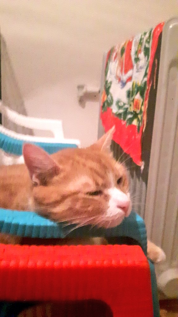 RoyalPetRescueS's tweet photo. @Biapmad @Pixie_Tooth @mhmelbourne @3coolkatz @LordGraydon @smartieplum @BeamaBeorg @RKisner @hvcco @lynda3035 @AngusMcPussPuss Thank You M. & Zuki cause I am doing best I can + addituinal 50% of all my strenght that I have.🐾😻🐾
This is our #FBstation (food & beverage) with #DryFood #kibbles of #FIT32 by #RoyalCanin + fresh tap water.
Also, cats have additional oil-radiator in every room to enjoy.😊 https://t.co/B0BYLJqrCf