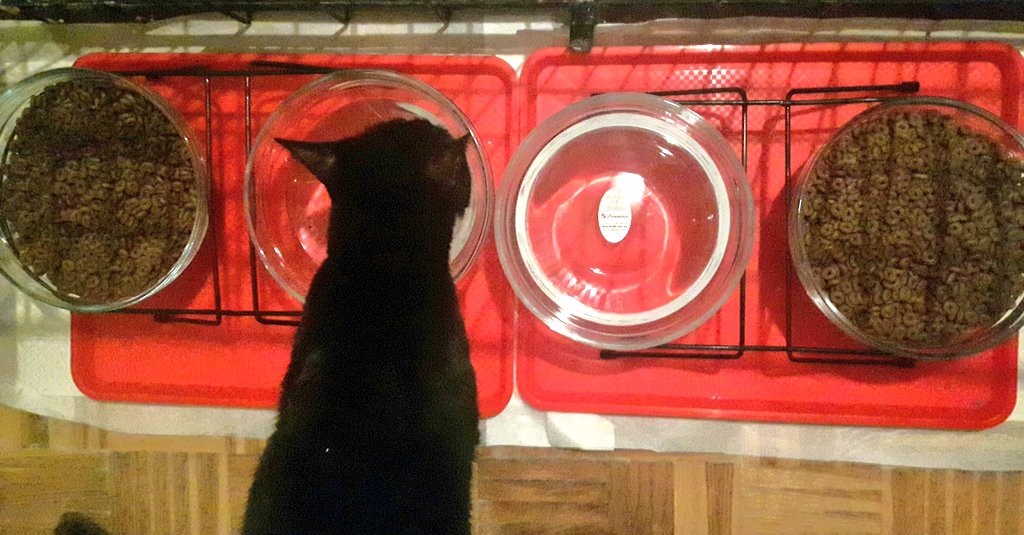 RoyalPetRescueS's tweet photo. @Biapmad @Pixie_Tooth @mhmelbourne @3coolkatz @LordGraydon @smartieplum @BeamaBeorg @RKisner @hvcco @lynda3035 @AngusMcPussPuss Thank You M. & Zuki cause I am doing best I can + addituinal 50% of all my strenght that I have.🐾😻🐾
This is our #FBstation (food & beverage) with #DryFood #kibbles of #FIT32 by #RoyalCanin + fresh tap water.
Also, cats have additional oil-radiator in every room to enjoy.😊 https://t.co/B0BYLJqrCf