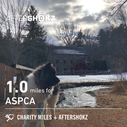 33° furry ❄️ icy cut it short 🐼🐾1.0 @CharityMiles for @TeamASPCA. Thx @Aftershokz for sponsoring me. #ShokzMiles charitymiles.org/aftershokz