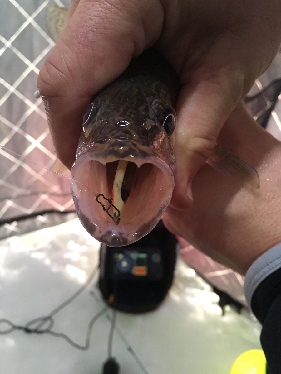 SDFertilizer's tweet image. Crazy bite the last 2 days. Even the little eyes are pounding the spoons.