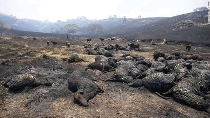 roberto_ruizg's tweet photo. Lo de Australia es una locura. 
- 23 muertos.
- Más de 4 millones de hectáreas quemadas. 
- 500 mil millones de animales muertos.
Ojo, la cifra es correcta. Medio BILLÓN de mamíferos, reptiles y aves muertas por los incendios que azotan desde Septiembre 2019. Emergencia GLOBAL! https://t.co/0N4XLURw9m
