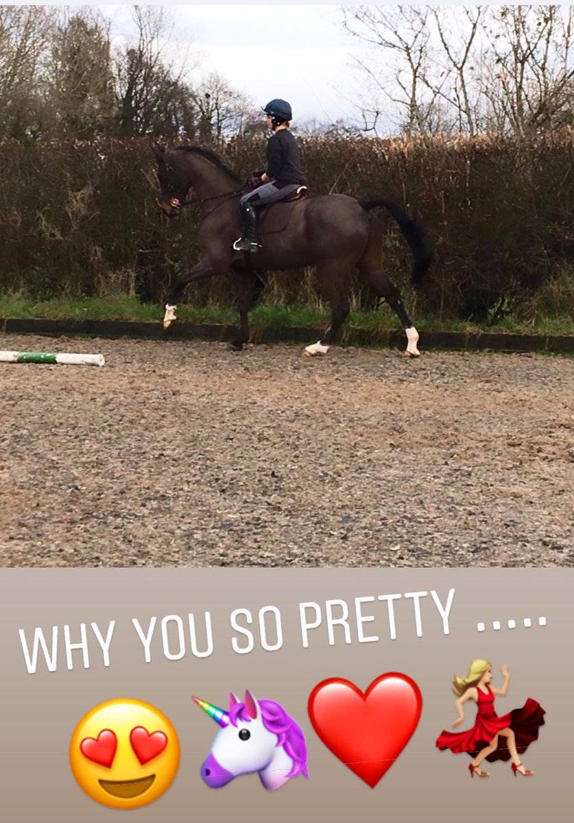 Hunts / dances /dressage / Showjumping nothing this boy don’t do ❤️❤️❤️❤️ can’t wait to get him out <a href="/BEventing/">British Eventing</a> <a href="/BSJA/">💧</a> <a href="/britishdressage/">British Dressage</a>