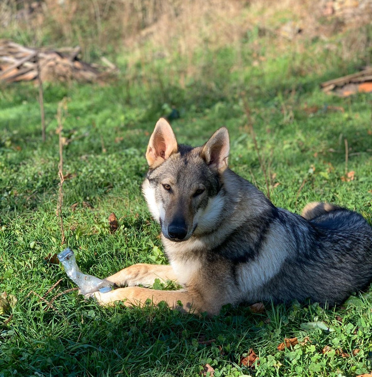 de_cpp's tweet photo. Siguenos en Instagram ( Lucasthewolf_ ) #FelizDomingo #Perro #Checoslovaco https://t.co/EGaQrwiM9x