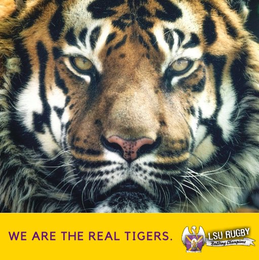 LSURugby's tweet photo. BEAT CLEMSON! Support your LSU Tiger ruggers in our donation challenge vs. Clemson Rugby! Let’s show them who the real tigers are! Donation link will be in our bio. #GeauxTigers #LSUrugby #donationchallenge https://t.co/S1ZkZZtcti
