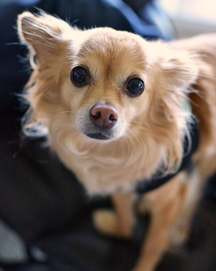 kaaauthor's tweet photo. THE ONE AND ONLY BOB comes out in just four months! You can pre-order it now: https://t.co/bAXLfYcy63

To celebrate, here's a picture of my dog Stan, whose personality I stole when I created Bob. He likes to sit in my lap as I write. (Sounds cute, but Stan has horrible breath.) https://t.co/V7RLJrzchC