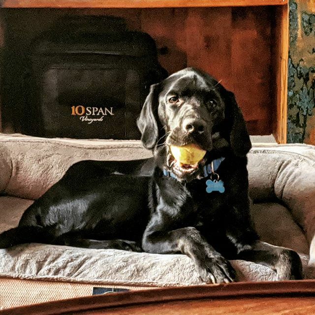 mwdelta12's tweet photo. "If I don't move he won't see I snuck a tennis ball in the house..." #outsidetoys #labsofinstagram https://t.co/K2Uuf6FJPz https://t.co/YfwO7Z9zff