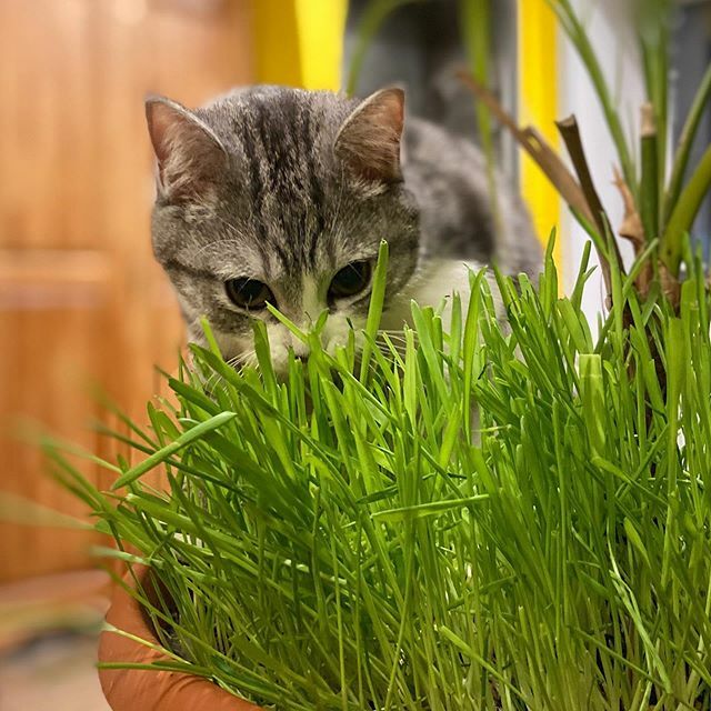 zentaura's tweet photo. На лугу пасутся ко... А вы радуете своих пушистых драконов свежей травкой? https://t.co/c2TvwwUjRr https://t.co/tJgAtSivWW