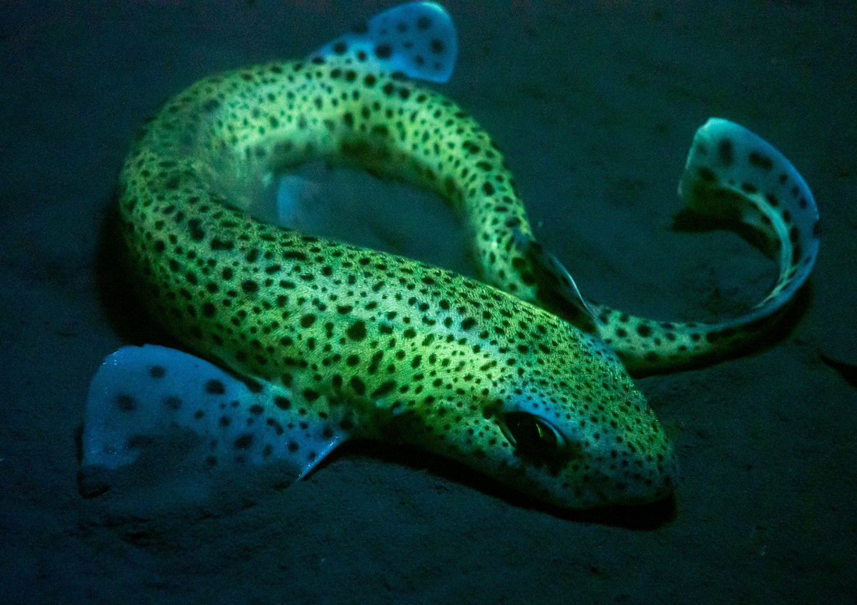 alasdairodell's tweet photo. Had a shot at fluorescence photography today in Loch Creran it’s really fun! And you’d be surprised what glows down there!
#flourescence #underwaterphotography #underwater #scuba #shark #sharks #sharksofscotland #sharklover #visitscotland #love #nature https://t.co/FR9PN6sDz4