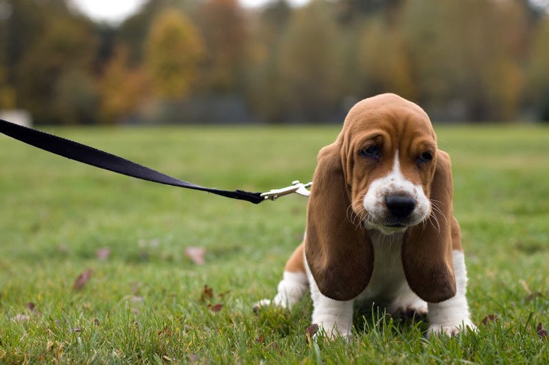 Pretty_Pupps tweet media