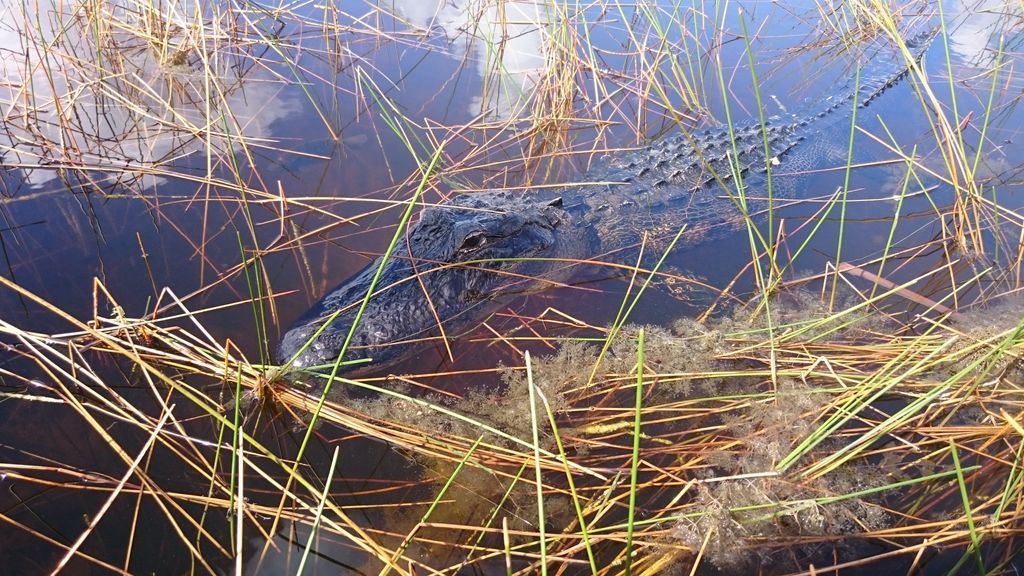 suzysmusicworld's tweet photo. Going on a fan boat trip through the everglades was amazing,even when the local wildlife were in snapping distance haha

https://t.co/Rw9HoWSOye

#suzytheexplorer #travel #travelblog #tblogger #ilovetotravel #travelinspiration #everglades #florida #fanboat #thingstodo #crocodiles https://t.co/LvJx1s3e9Q