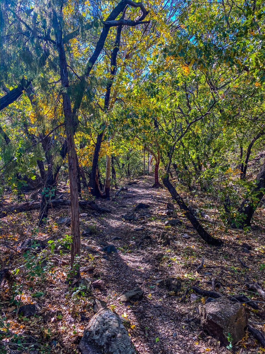 bigbendguide's tweet photo. Approaching the end of the Pine Canyon Trail where the falls will flow after a rain. I never seen the falls but I always see a 🐻 Follow the trail where desert meets alpine.
#bigbendnationalpark #bigbend #bigbendnps #hiking #hikingtexas #texas #pinecanyon @BigBendNPS https://t.co/g5iJxyfoCg