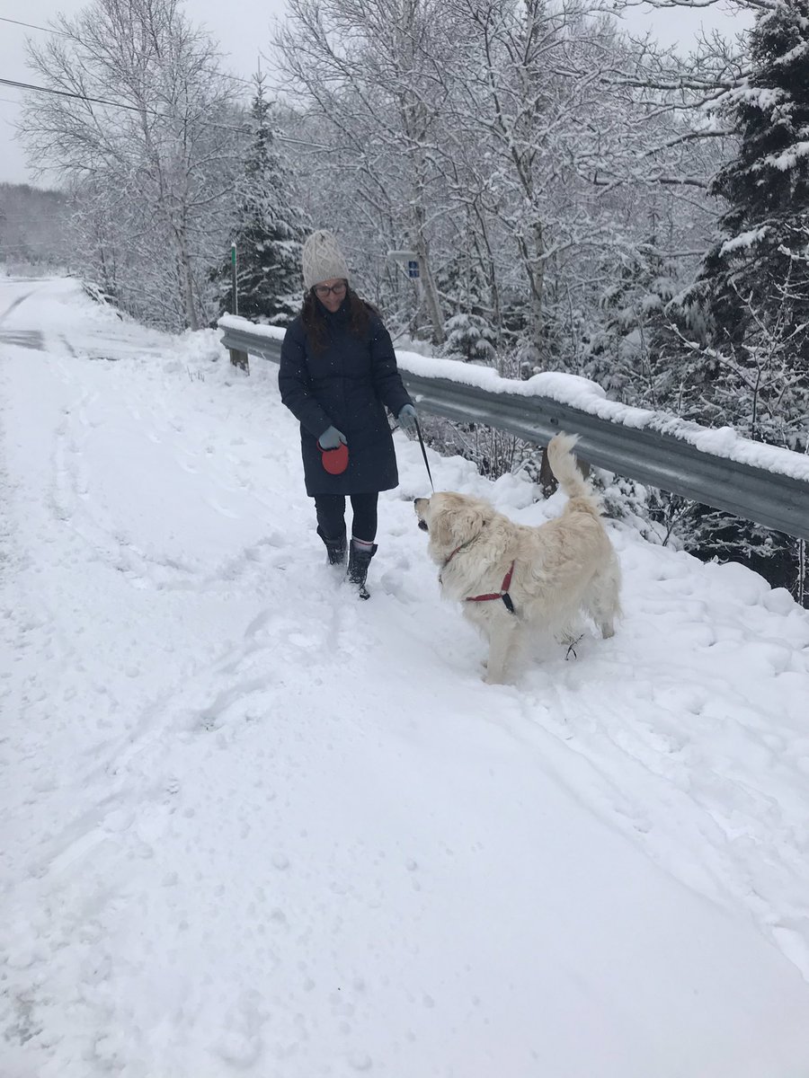 Melissa35158868's tweet photo. Just out walking our “polar bear” on this snowy day #holysnow #GoldenRetrievers #freshwinterair https://t.co/8oLcmzqgWc