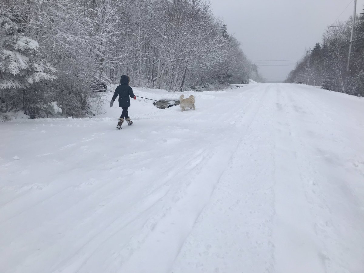 Melissa35158868's tweet photo. Just out walking our “polar bear” on this snowy day #holysnow #GoldenRetrievers #freshwinterair https://t.co/8oLcmzqgWc