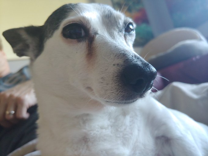 If anyone is in a bad mood today, these photos should INSTANTLY cheer you up!!! Gotta love @SetPuppy<a href="/tag/selfies"class="tags"><span>#selfies</span></a>