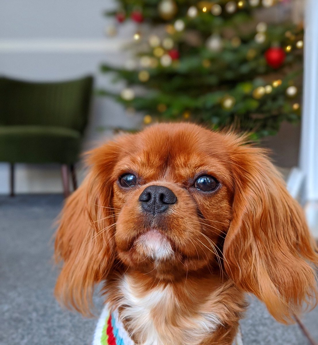 TheGFreeVeggie's tweet photo. @sarahanunn Ooo... Rupert hadn’t thought about setting up his own Twitter... he’s been too busy running his Instagram account (@southlondondogs). New plan for 2020. #dogtwitter https://t.co/M2RmzF7GR6