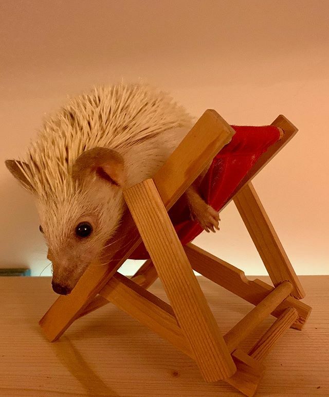 PengeHog's tweet photo. Yuki doesn’t like sitting still for photos
.
.
.
#Hedgehoglove #Instapets #Hedgehogcommunity #Hedgehogs_cute #Hedgehog #Hedgehogs #hedgie #ハリネズミ #riccio #hérisson #igel #erizo #africanpygmyhedgehog #hedgehoggram #hedgehogsofinstagram #pengehog
#… https://t.co/Or9NVIjBF6 https://t.co/H9yyetDRjG