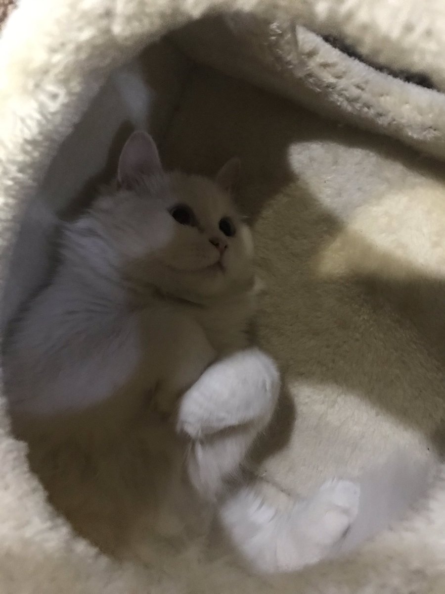 nilovaar_'s tweet photo. #snowi 🧡🧡🧡🧡 https://t.co/F63H1PfnJ2