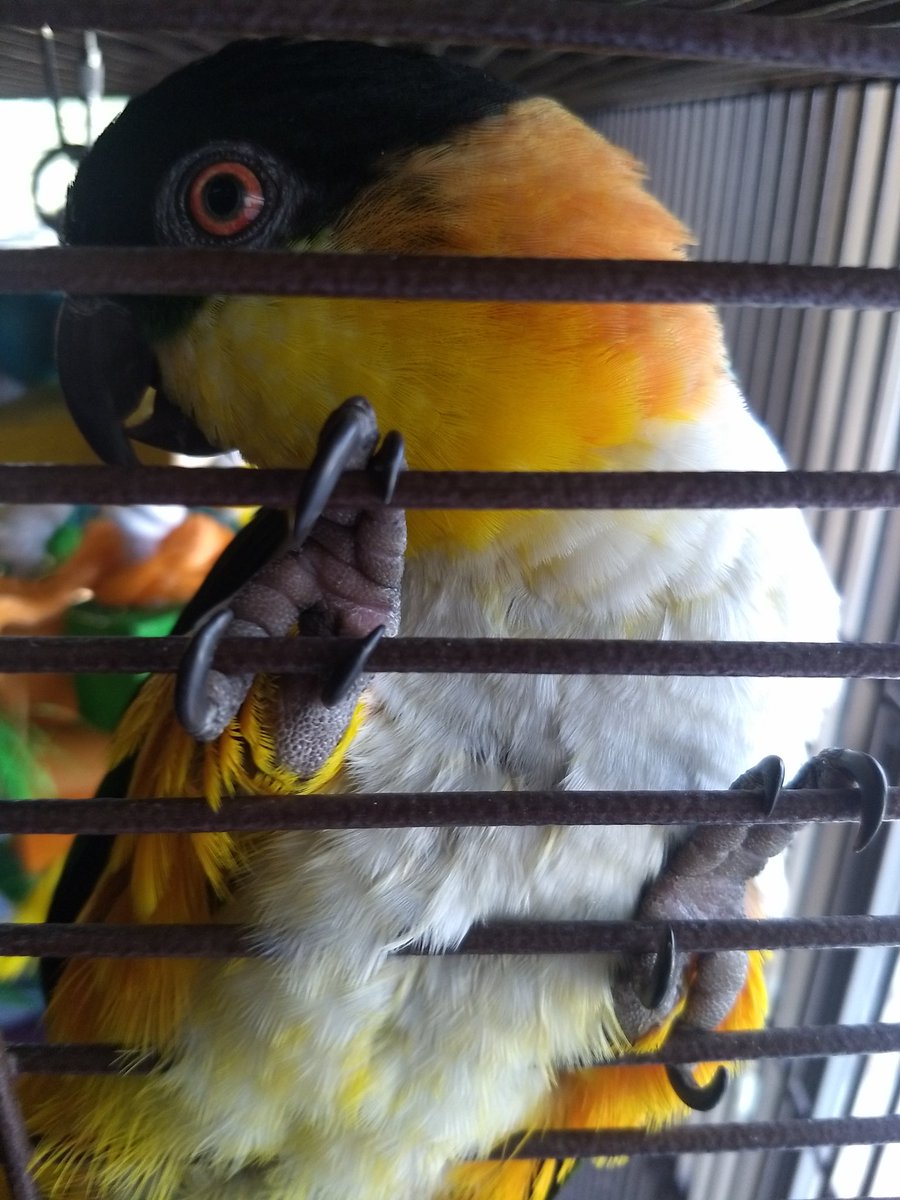 CaiqueCute's tweet photo. I'm so cute that I can always get my humans to take me out. Who could resist this face? https://t.co/LbDZNzDXJd
