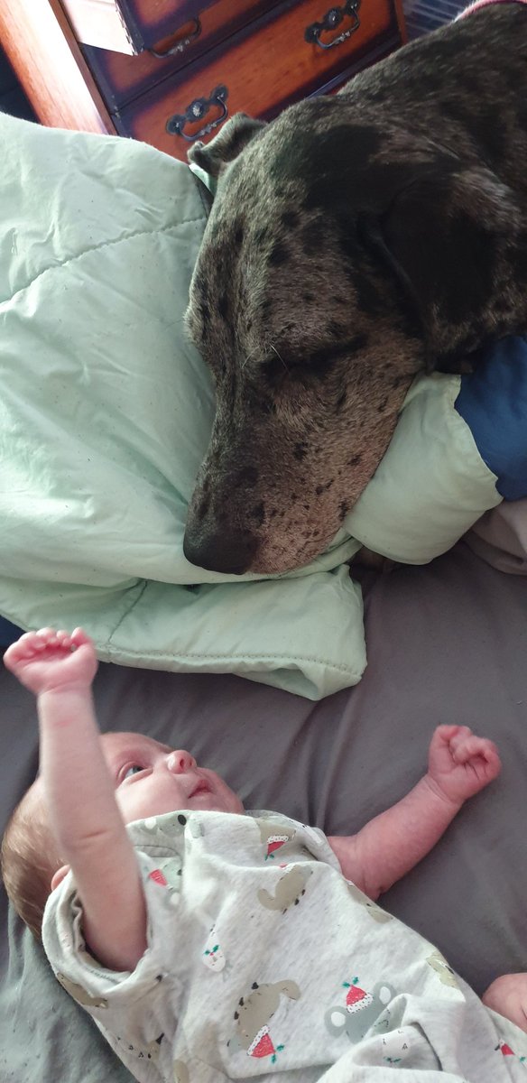 QueerlyKiwi's tweet photo. Already owning the #ChildsBestFriend title. 🥰 "He's HUNGRY mum! Hurry up with that bottle!"
#greatdane #gentlegiant https://t.co/ahWOv5O7nW