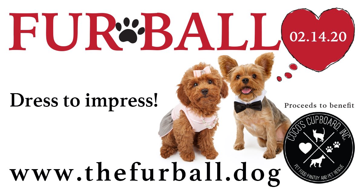 Not the #GoldenGlobes but our best version of the red carpet! Join us! #RescueDogs #gala #furball