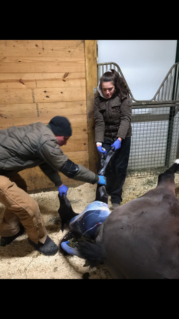NevadaFFA's tweet photo. Bianca assisting a mare in foaling #equine #Horses #SupervisedAgExperience @iowaffa https://t.co/79iqARCxlp