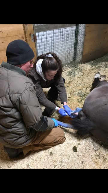 NevadaFFA's tweet photo. Bianca assisting a mare in foaling #equine #Horses #SupervisedAgExperience @iowaffa https://t.co/79iqARCxlp