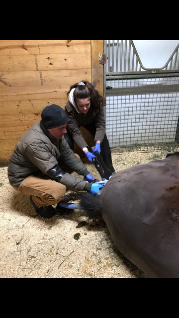 NevadaFFA's tweet photo. Bianca assisting a mare in foaling #equine #Horses #SupervisedAgExperience @iowaffa https://t.co/79iqARCxlp