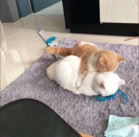 i&rsquo;m so happy!!🥺 time for cuddles!! https://t.co/E59XZKhR7O