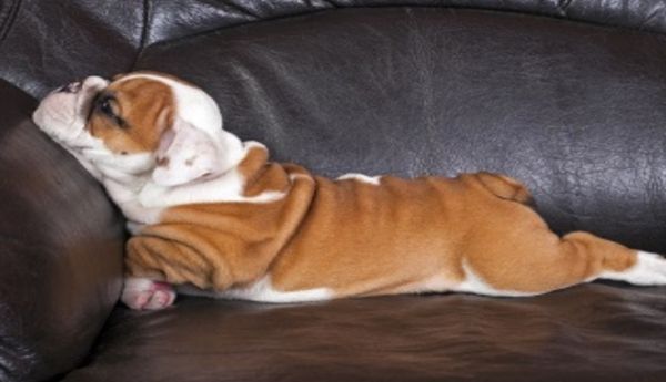 AptsForRent's tweet photo. It’s important that you live in #petfriendly community so you won’t have to move to accommodate your new furry (or non-furry) pal. https://t.co/y6OSNx812x #pet https://t.co/KG09vyw9gN