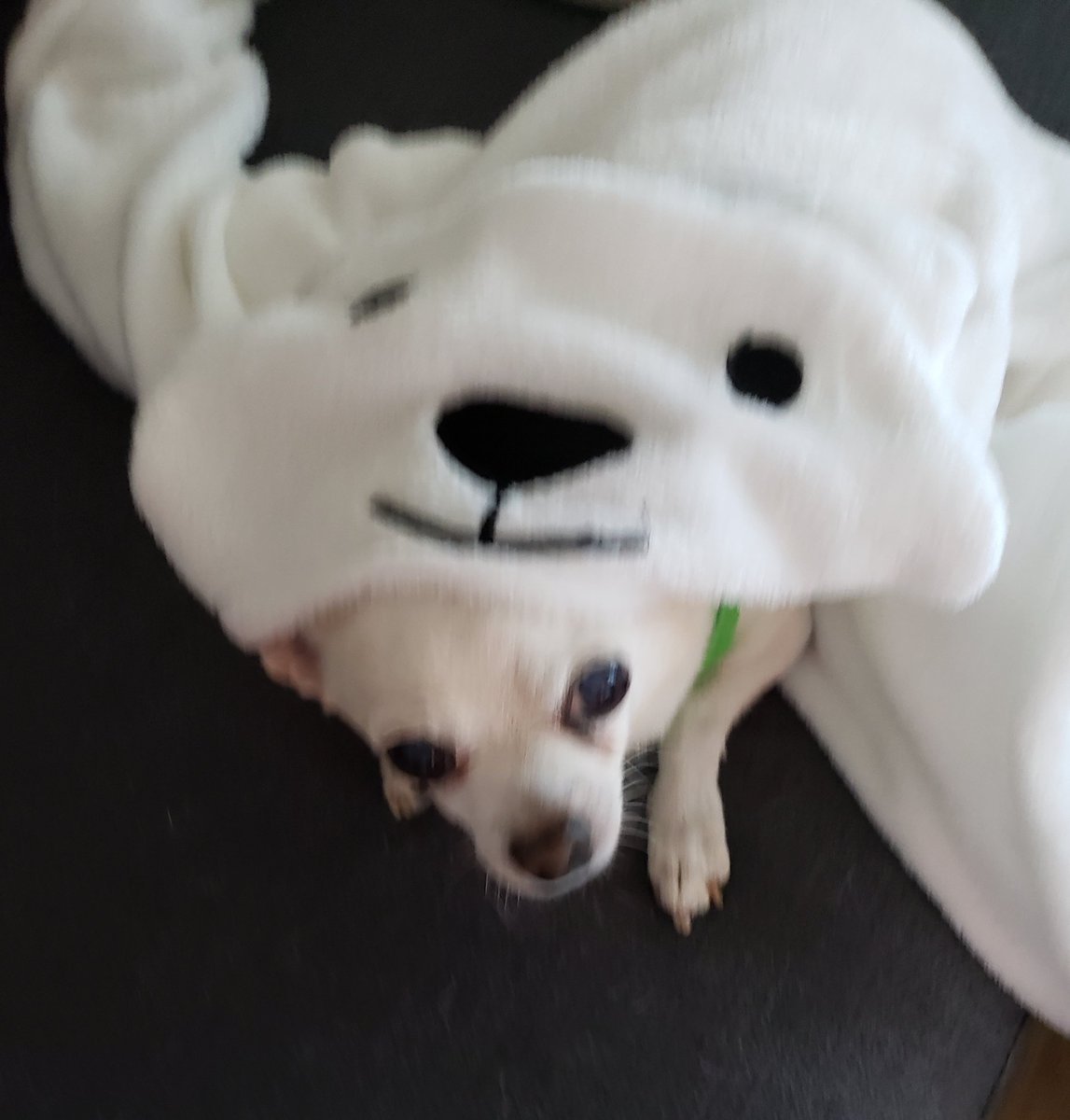 I iz polar bear