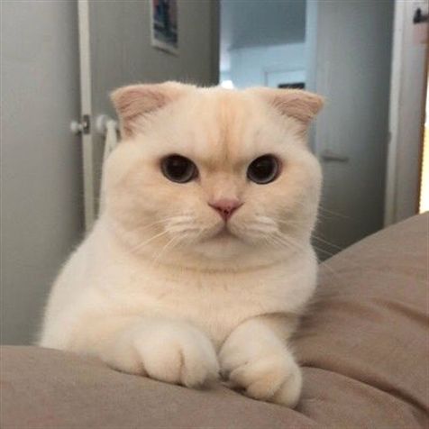 Cats Bible 🐱 tweet media