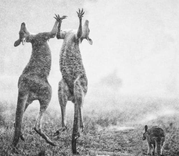 KlCKASSCANTONA's tweet photo. It’s raining in Australia 🌧 😍😍 #AustralianFires https://t.co/8JBdctReEd